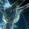 Neurální smrt: co je to a proč se produkuje? - neurovědy