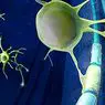 neurovidenskab: Myelin: definition, funktioner og egenskaber