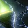 neurosciences: Taurine: effets de ce neurotransmetteur sur l'attention et le corps
