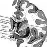 neuroteadused: Globe kahvatu: struktuur, funktsioonid ja nendega seotud häired