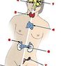 Endokriinsüsteem: anatoomia, osad ja funktsioonid - neuroteadused