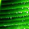 la nutrition: Chlorophylle: caractéristiques et propriétés bénéfiques de ce pigment