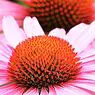 Echinacea: aké sú vlastnosti a výhody tejto rastliny? - výživa