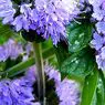 Pennyroyal: its 7 properties and health benefits - nutrition