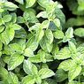 Peppermint: 10 vlastnosti a zdravotné výhody tejto rastliny - výživa