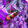 Strach z hmyzu (entomofobie): příčiny, příznaky a léčba - klinická psychologie
