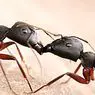 علم النفس السريري: Mirmecofobia (رهاب النمل): الأعراض والعلاج