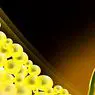 Висок билирубин (жълтеница): причини, симптоми и лечение - клинична психология