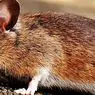 Musophobia: extreme fear of mice and rodents in general - clinical psychology
