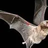 Chiroptophobia (fear of bats): symptoms, causes and treatment - clinical psychology