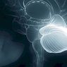 klinička psihologija: Bolesti malog mozga: karakteristike i simptomi