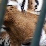 klinische psychologie: Zoochosis: wat het is en hoe het voorkomt in gevangen dieren