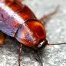 Fear of cockroaches (blatophobia): causes, symptoms and consequences - clinical psychology
