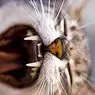 klinikinė psichologija: Fobija katėms (aiurofobija): priežastys, simptomai ir gydymas