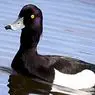 klinička psihologija: Anatidaefobija: vic fobija vezana uz patke koje nas gledaju