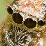Arachnophobia: nguyên nhân và triệu chứng sợ nhện cực độ - tâm lý học lâm sàng