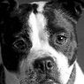klinisk psykologi: Hundfobi (cynofobi): årsager, symptomer og behandling