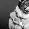 psykologi: Hundar som barkar mot ingenting: en sjätte mening?