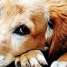 Is there suicide in animals? - psychology
