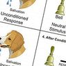 Classical conditioning and its most important experiments - psychology