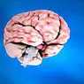 Processi cognitivi: cosa sono esattamente e perché hanno importanza in Psicologia? - psicologia