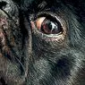 psykologi: Sådan overvinder frygten for hunde i 4 trin