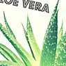 kehidupan yang sihat: Aloe vera: 13 manfaat yang harus anda ketahui dan diguna pakai untuk hidup anda