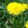 Healthy life: Dandelion: 9 uses and properties of this medicinal plant