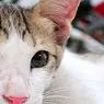 Gatoterapia, avastage kassile elamise kasulik mõju - tervislik elu